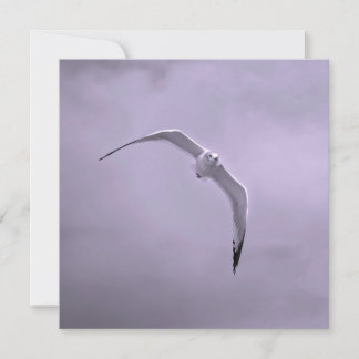 Gull in flight black and white holiday card