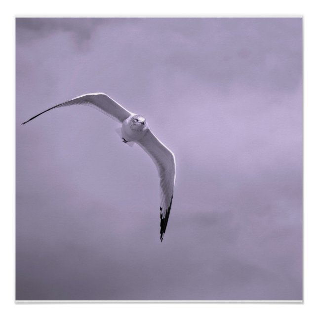 Gull in flight black and white poster (Front)