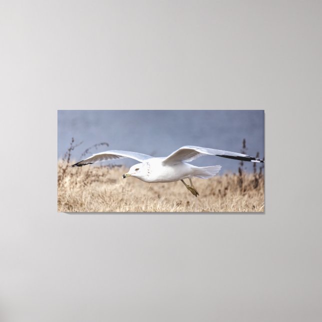 Gull in flight canvas print (Front)