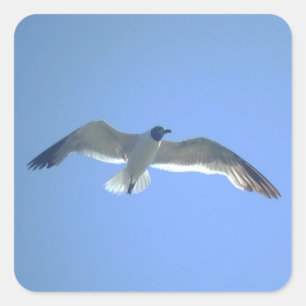 Gull in Flight Square Sticker