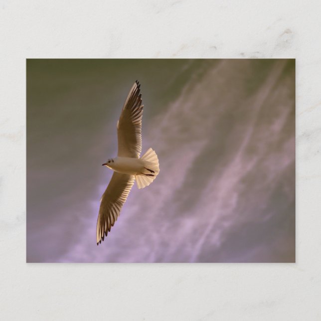 Gull in fly on a cloudy background postcard (Front)