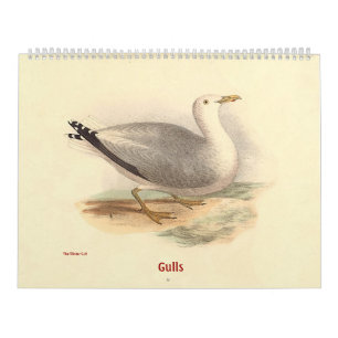 Gull Lithographs - from Birds of New York - Calendar