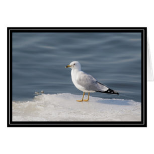 Gull on ice