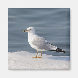Gull on ice magnet