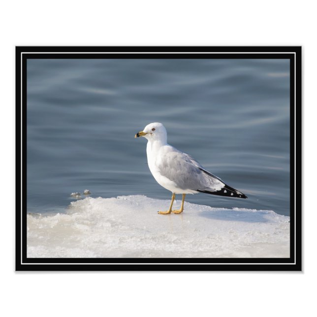 Gull on ice photo print (Front)