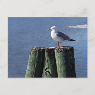 Gull on Pilings Postcard