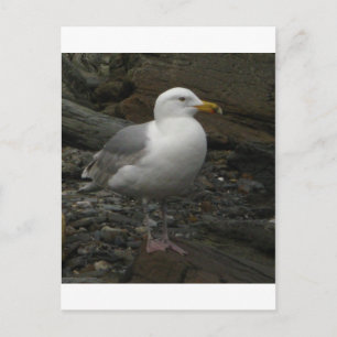 Gull on the rocks postcard