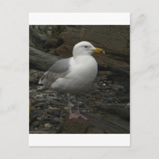 Gull on the rocks postcard