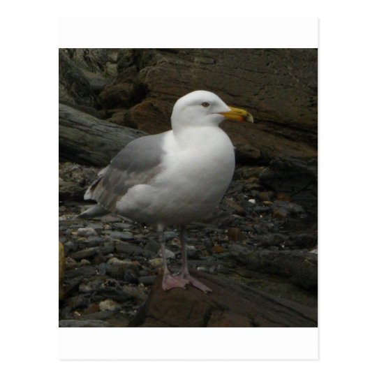 Gull on the rocks postcard