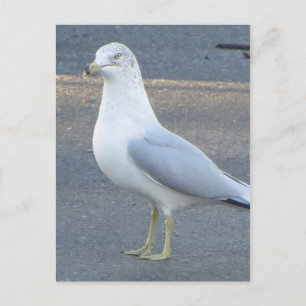 Gull Postcard