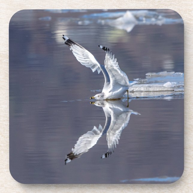 Gull Reflections Coaster (Front)