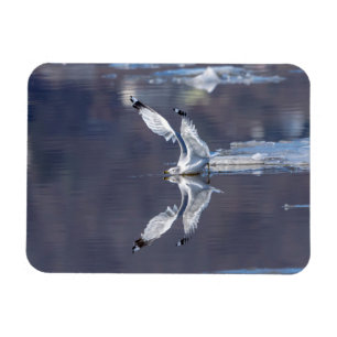 Gull Reflections Magnet