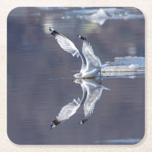 Gull Reflections Square Paper Coaster