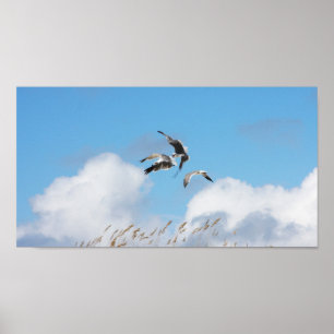 Gull Trio 4 Poster