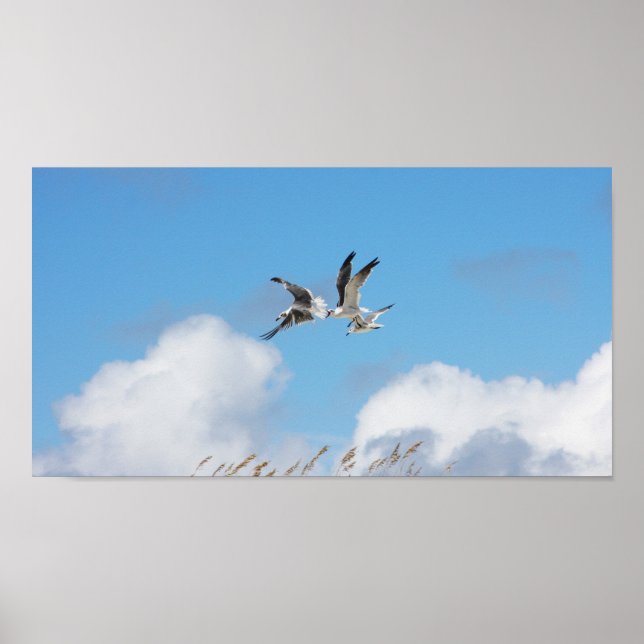 Gull Trio 5 Poster (Front)