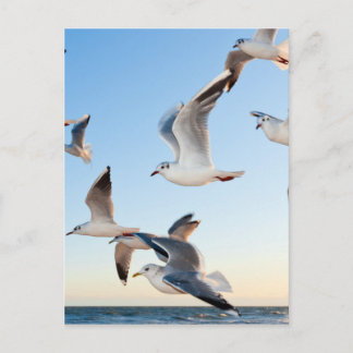 gulls-3 postcard