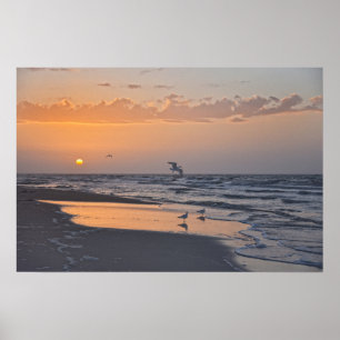 Gulls at Sunrise on a Florida Beach Poster