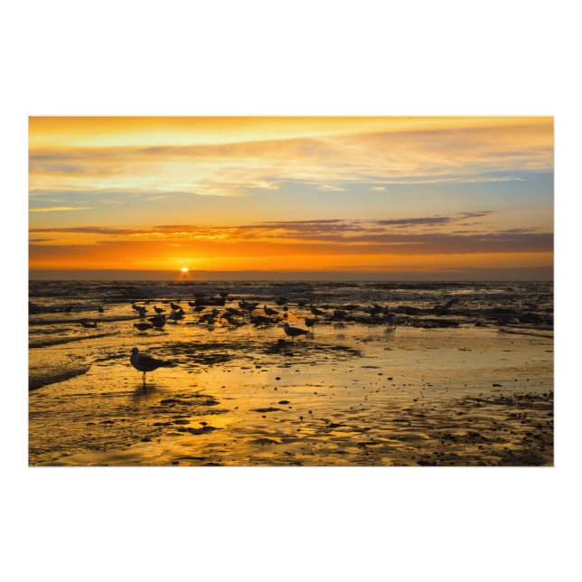 gulls at sunset photo print (Front)