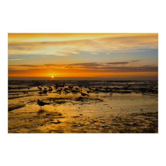 gulls at sunset poster