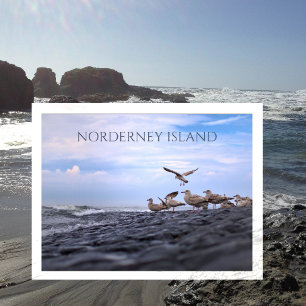 Gulls Gathering, North Sea, Norderney, East Frisia Postcard