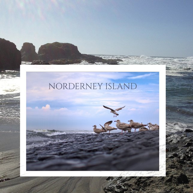 Gulls Gathering, North Sea, Norderney, East Frisia Postcard (Creator Uploaded)