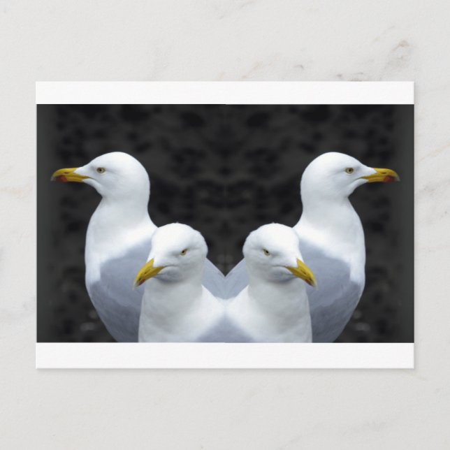 Gulls, Gulls, Gulls Postcard (Front)