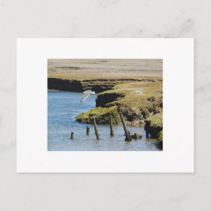 Gulls in Flight Postcard