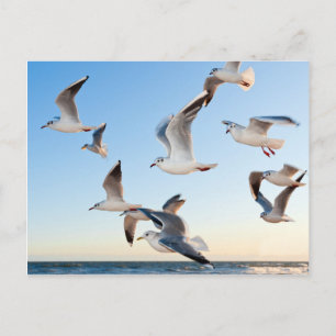 Gulls in flight postcard