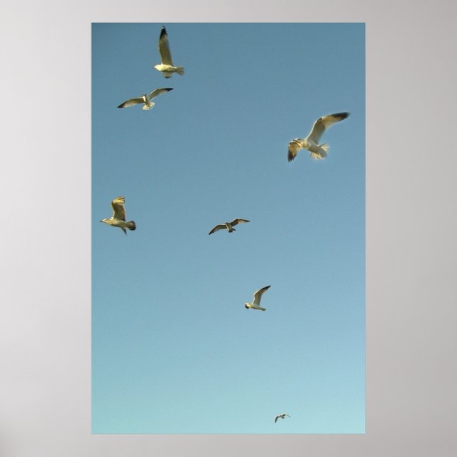 Gulls In Flight Poster (Front)
