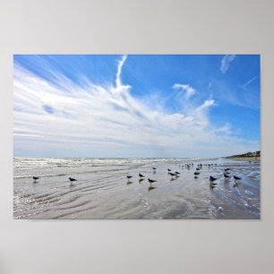 Gulls on a Galveston Island Beach, Texas Poster