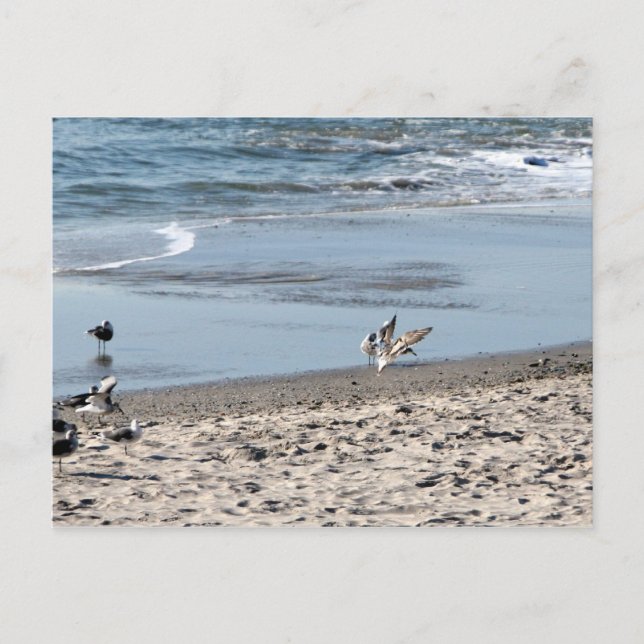 Gulls on the Beach Postcard (Front)