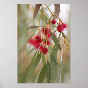 Gum Blossoms Poster