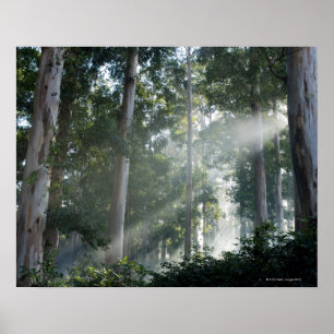 Gum trees (Eucalyptus) in rain forest Tokai Poster