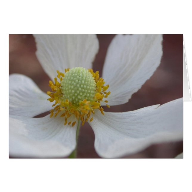 Gumdrop (Front Horizontal)