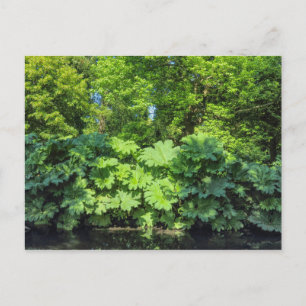 Gunnera Tinctoria. Bute Park, Cardiff, Wales. Postcard