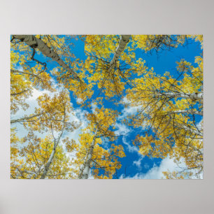 Gunnison National Forest Colorado Poster