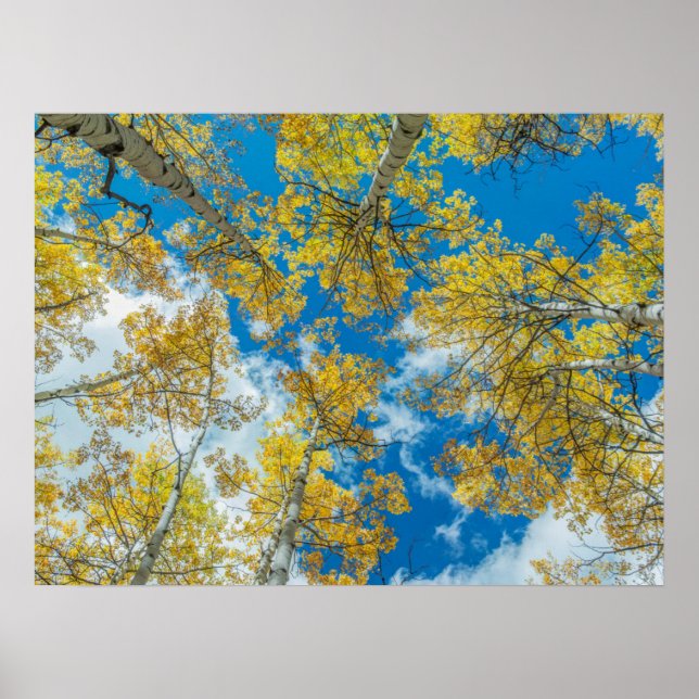 Gunnison National Forest Colorado Poster (Front)