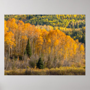 Gunnison National Forest Poster