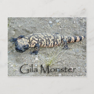 "Gunny" the Gila Monster In Congress, Arizona 6/26 Postcard