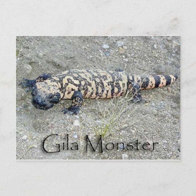 "Gunny" the Gila Monster In Congress, Arizona 6/26 Postcard (Front)