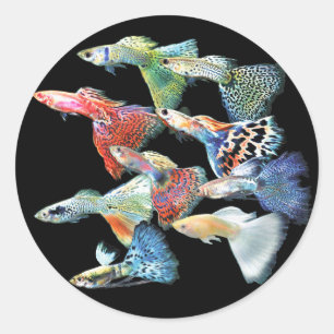 Guppies Classic Round Sticker