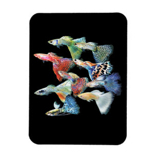 Guppies Magnet