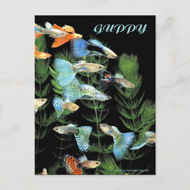Guppies Postcard (Front)