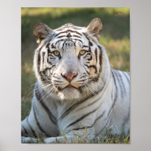 Gus - card poster
