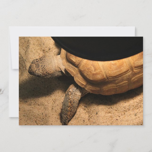 Gus the Tortoise (Front)