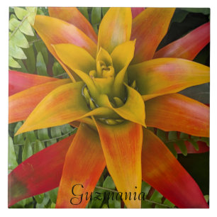 Guzmania Bromeliad Plant Floral Tile