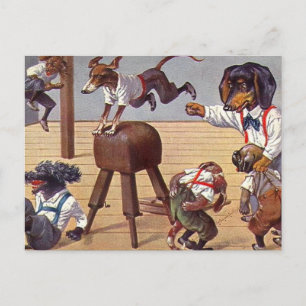 Gym Class for Dogs Postcard