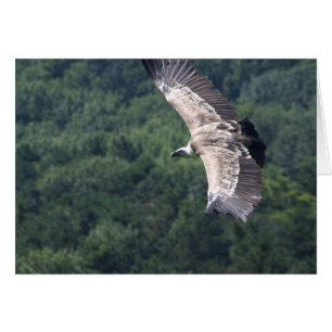 Gyps fulvus flying