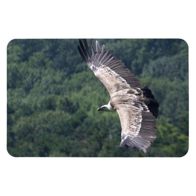 Gyps fulvus flying magnet (Horizontal)