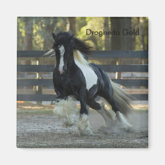 Gypsy Gold Gypsy Vanner Drogheda Gold magnet